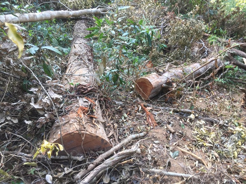 Phạt hàng trăm triệu đồng với hành vi vi phạm chăt phá rừng