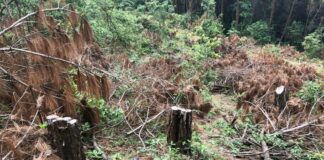 Hành vi vi phạm chặt phá rừng theo quy định của pháp luật