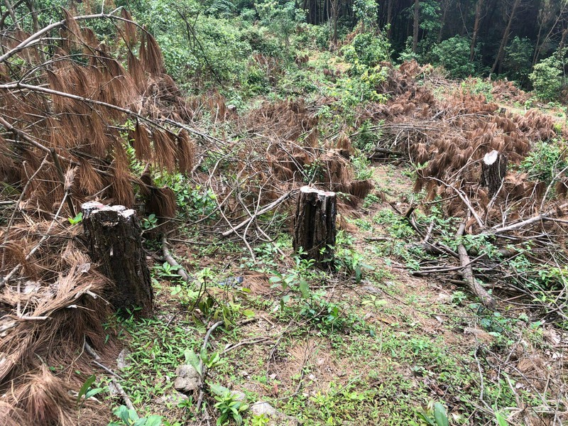 Hành vi vi phạm chặt phá rừng theo quy định của pháp luật